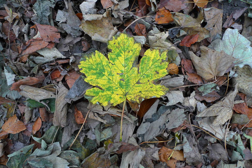Thursday November 16th (2017) Autumn leaves. width=