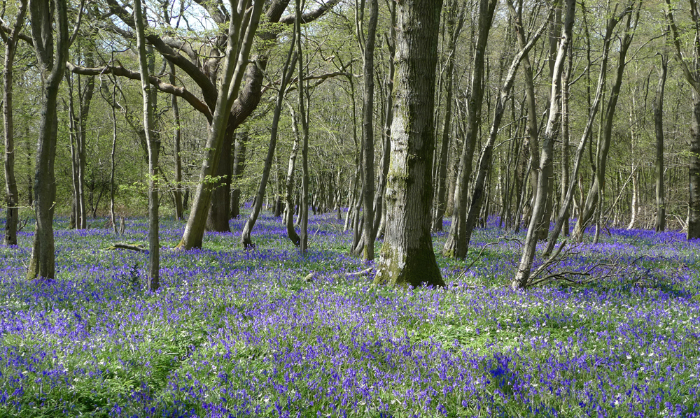 Tuesday May 3rd (2016) A beautiful day for a walk among the bluebells width=