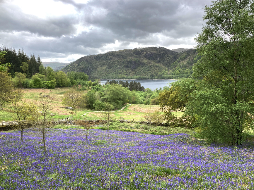 Thursday May 12th (2022) Bluebells and the Thirlmere reservoir. width=
