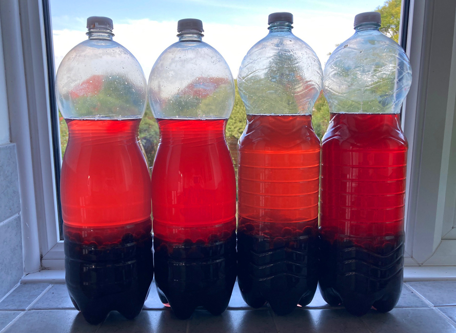 Saturday August 30th (2025) Sloe Gin time width=