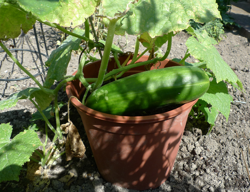 Tuesday July 31st (2018) Jude though that she had bought a courgette ... width=