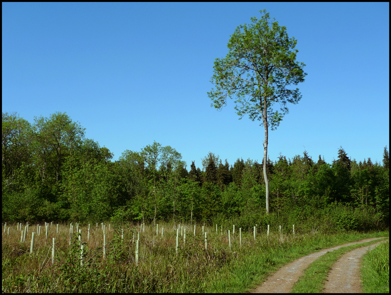 Sunday June 6th (2010) A Tall Tree... width=