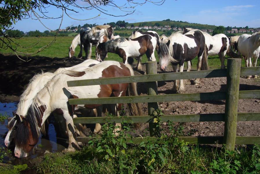 Tuesday July 15th (2008) Horses width=