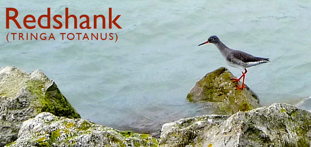 Wednesday January 15th (2014) Redshank width=