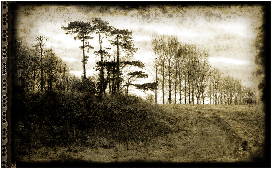 Sunday December 4th (2011) The Hockney Trees width=