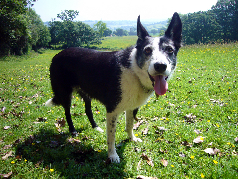 Saturday May 31st (2008) Dog with a View width=