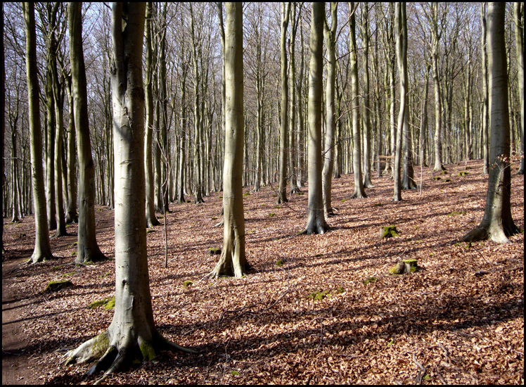 Sunday March 3rd (2013) Friston forest width=