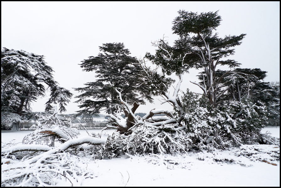 Thursday January 7th (2010) Fallen Tree width=