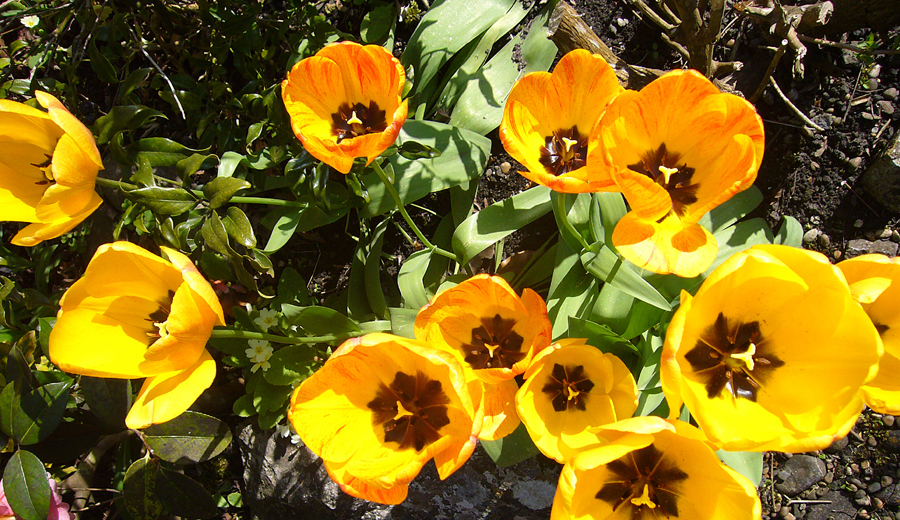 Wednesday April 23rd (2008) Tulips width=