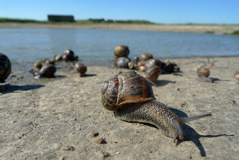 Thursday June 5th (2014) Snail's release width=