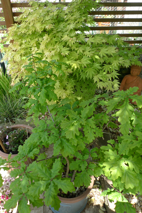 Sunday May 17th (2020) Acer, Oak and Buddha. width=