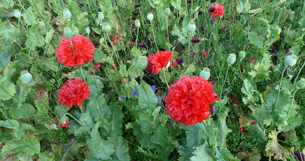Monday July 25th (2016) Poppies in the park width=