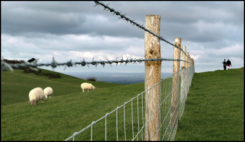 Friday November 19th (2010) Three sheep, two people and two strands of barbed wire. width=