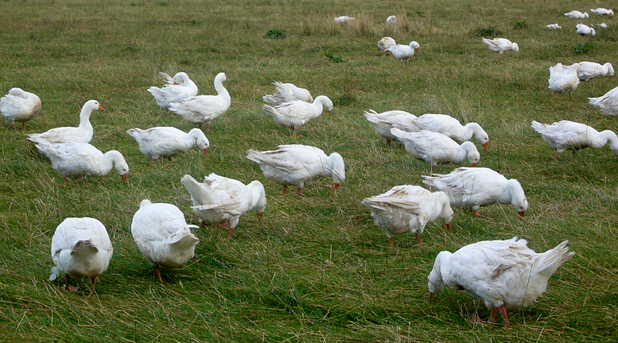 Saturday September 6th (2008) Green and White width=