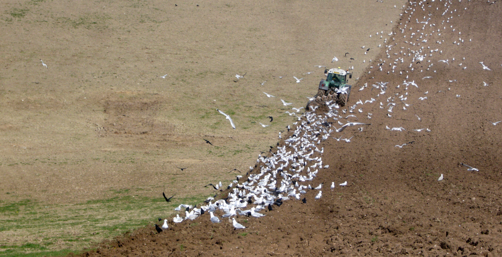 Monday April 3rd (2017) Feeding the birds width=