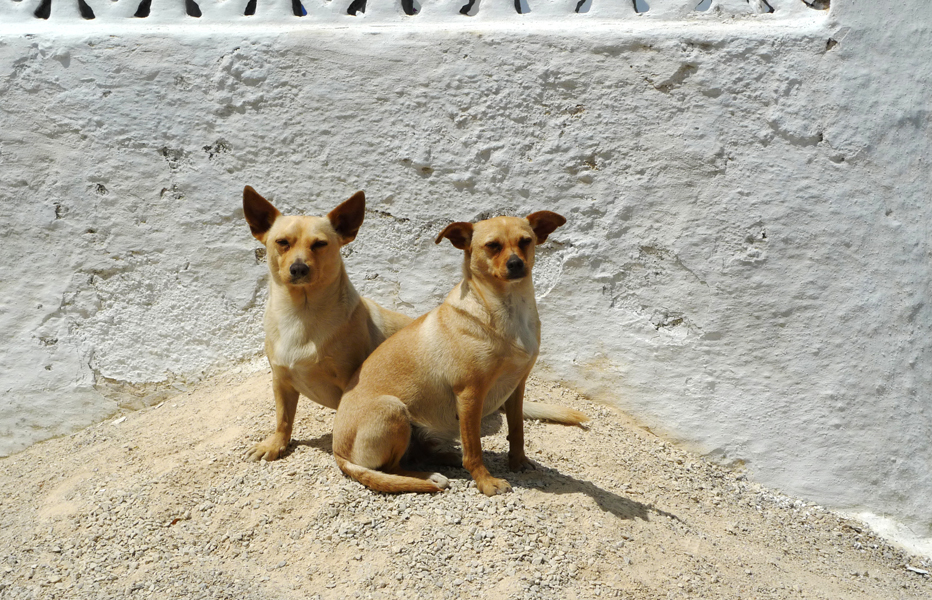 Friday April 24th (2015) Two Dogs ... width=