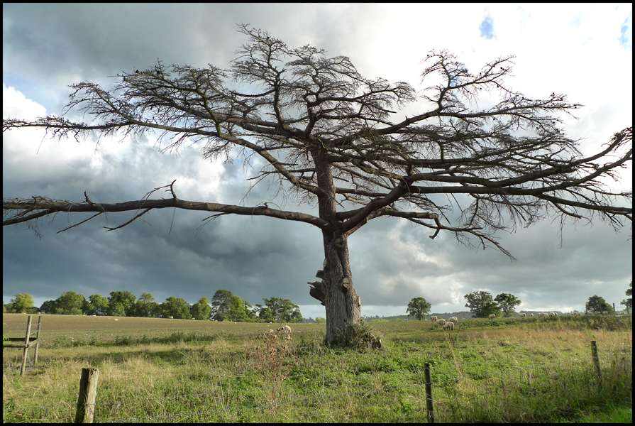 Wednesday September 22nd (2010) I think this one is dead. width=