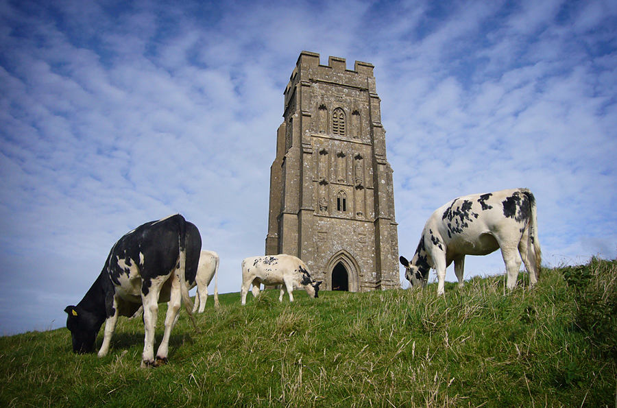 Friday August 17th (2007) Cows on the Tor width=