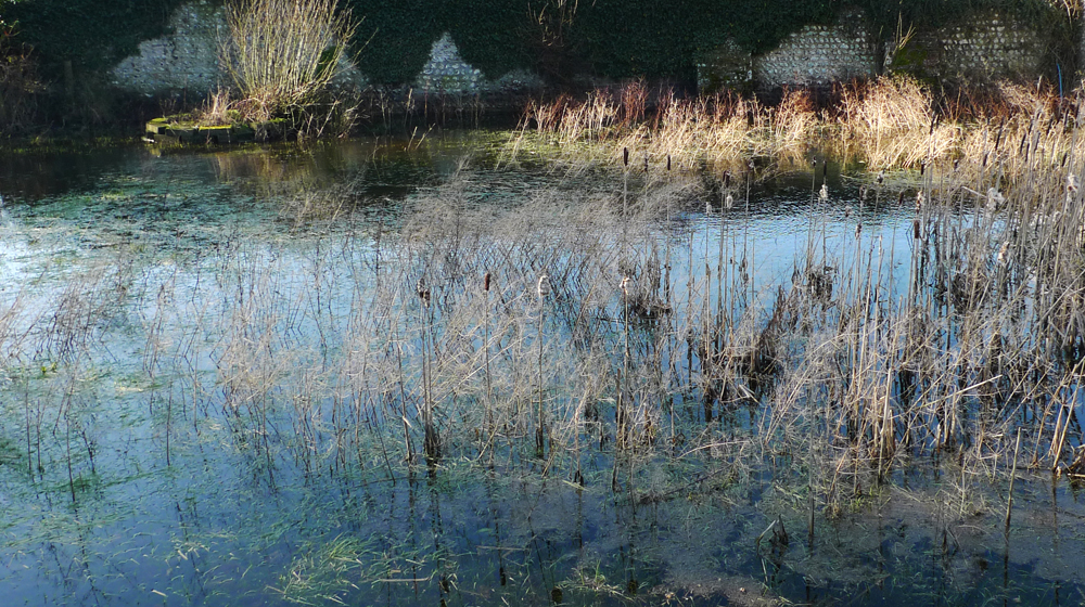 Tuesday May 5th (2015) Pond width=