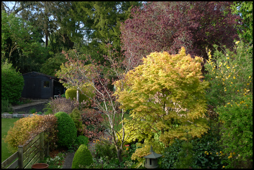 Sunday April 25th (2010) Coming into leaf. width=