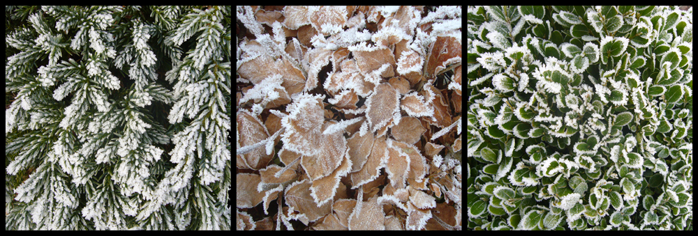 Thursday January 8th (2009) Frost.... width=