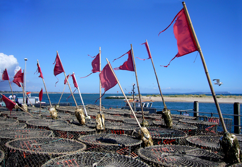 Monday August 6th (2007) Mudeford width=