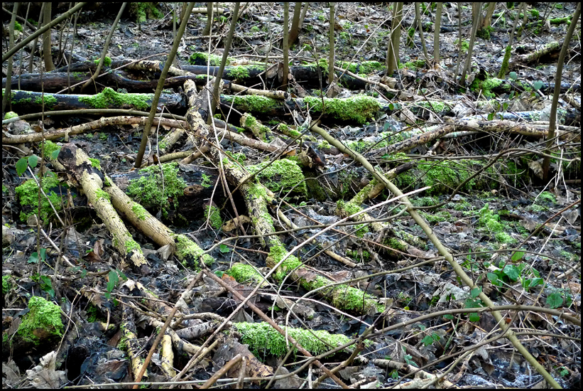 Wednesday January 16th (2013) Fallen branches and new shoots width=