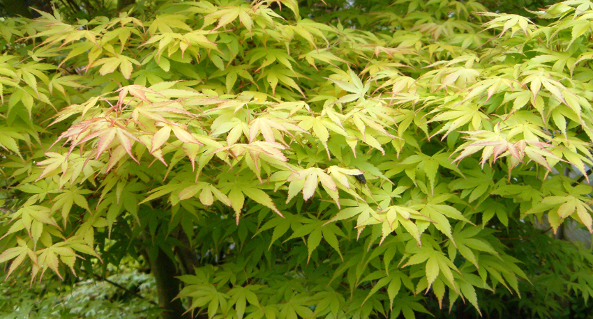 Friday April 13th (2007) Acer width=