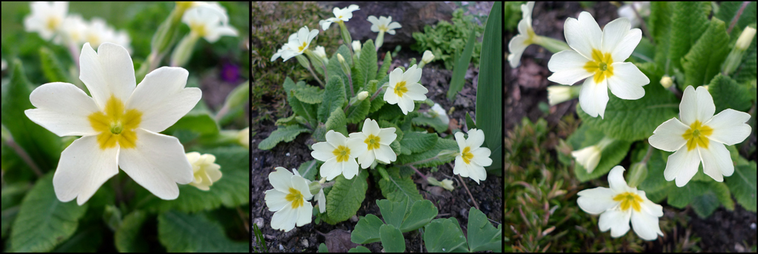 Saturday March 24th (2012) Primroses width=