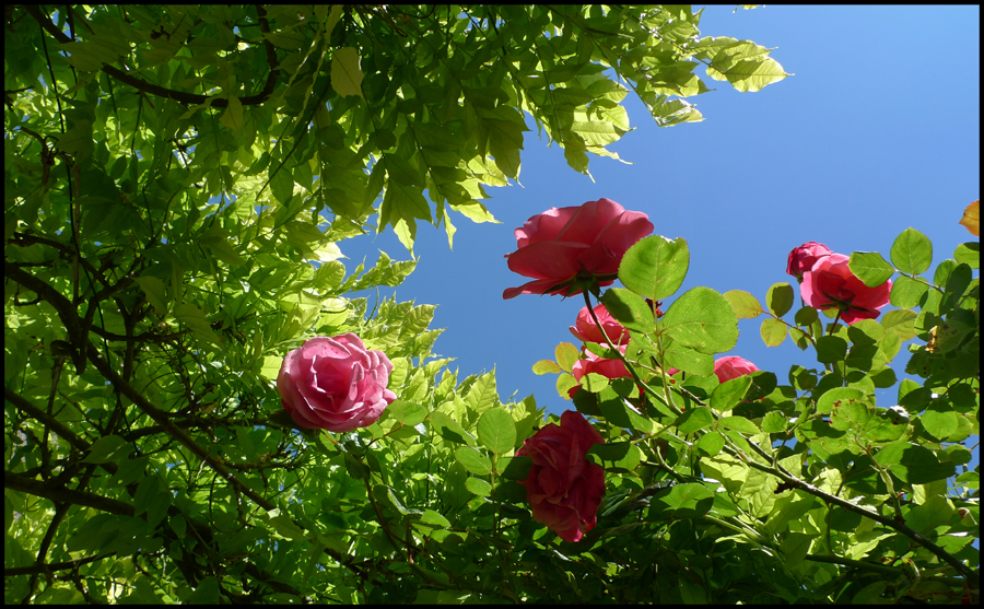 Friday June 18th (2010) Pink Rose and Blue Sky width=