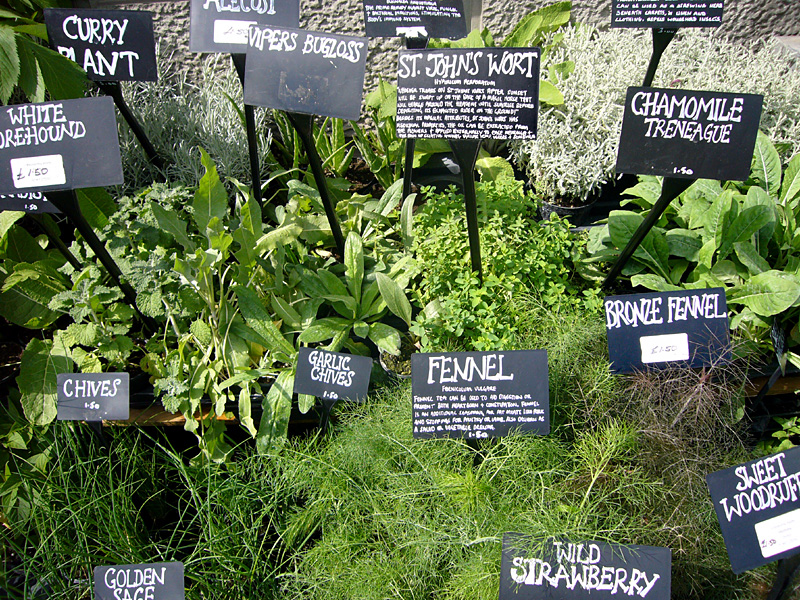 Saturday August 11th (2007) Plant Stall width=