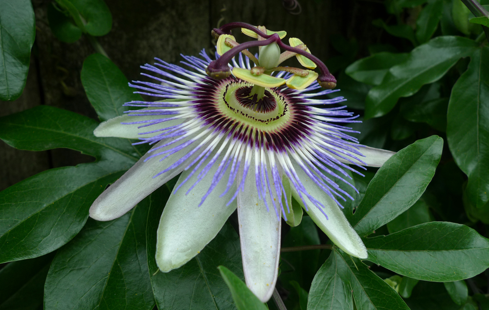 Monday July 29th (2019) Passion flower, so complicated ! width=