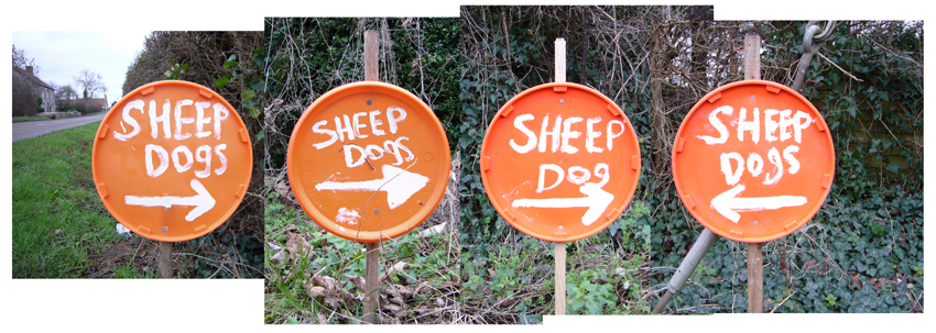Saturday January 27th (2007) Sheep Dogs width=