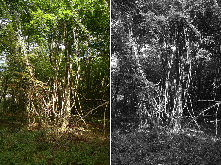 Wednesday September 2nd (2020) Filtered sunlight width=