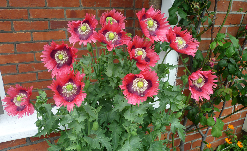 Tuesday June 18th (2019) Jill's poppies width=