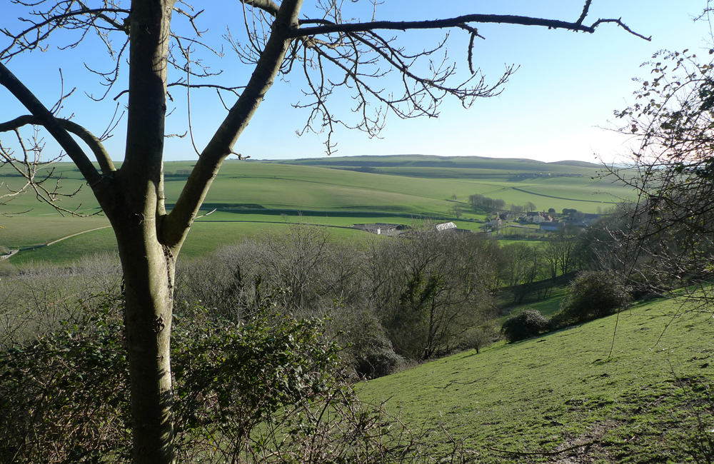 Sunday December 27th (2020) It is all looking very green. width=