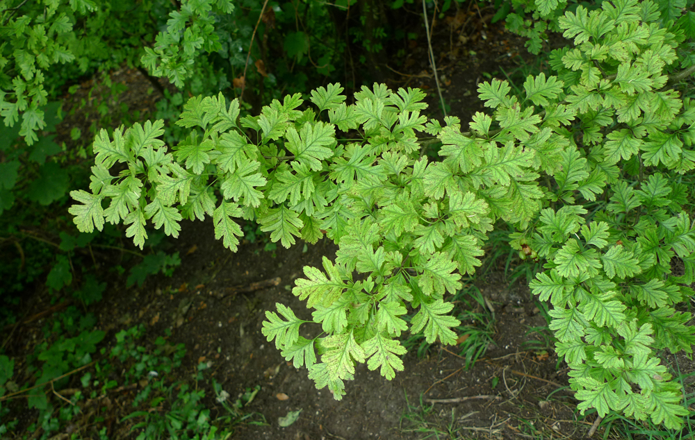 Friday July 26th (2019) Simple things ... width=