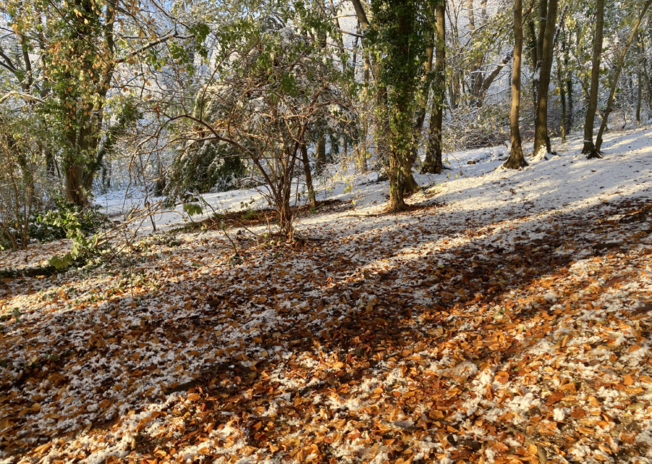 Tuesday December 13th (2022) Autumn leaves in the winter sunshine. width=