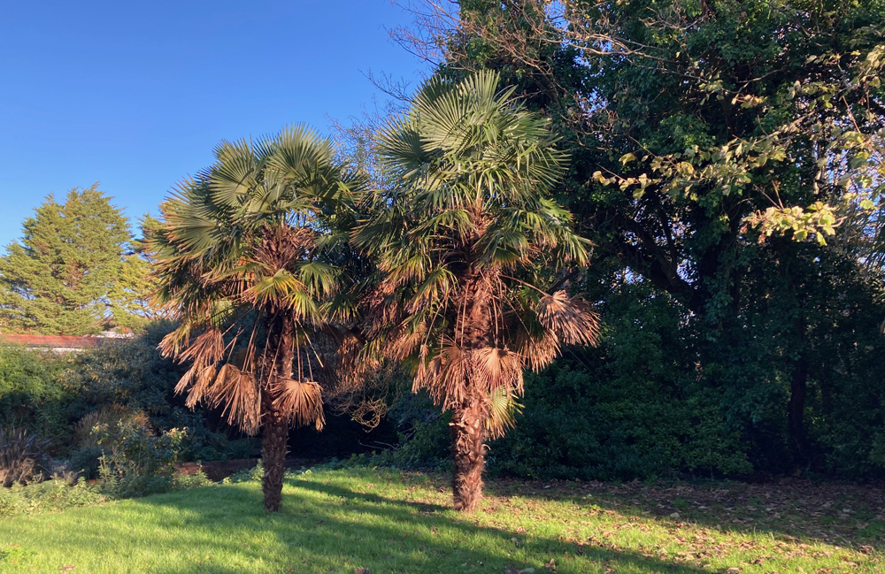 Saturday December 6th (2025) Just a walk in the park width=