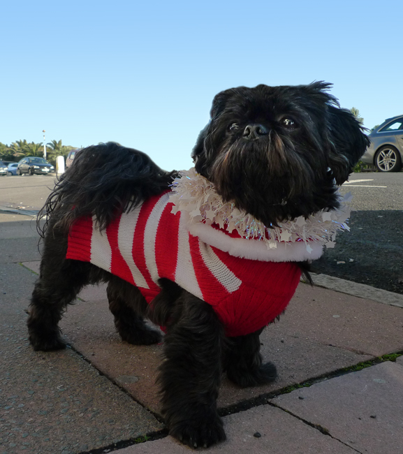 Thursday December 20th (2018) Festive Dog width=