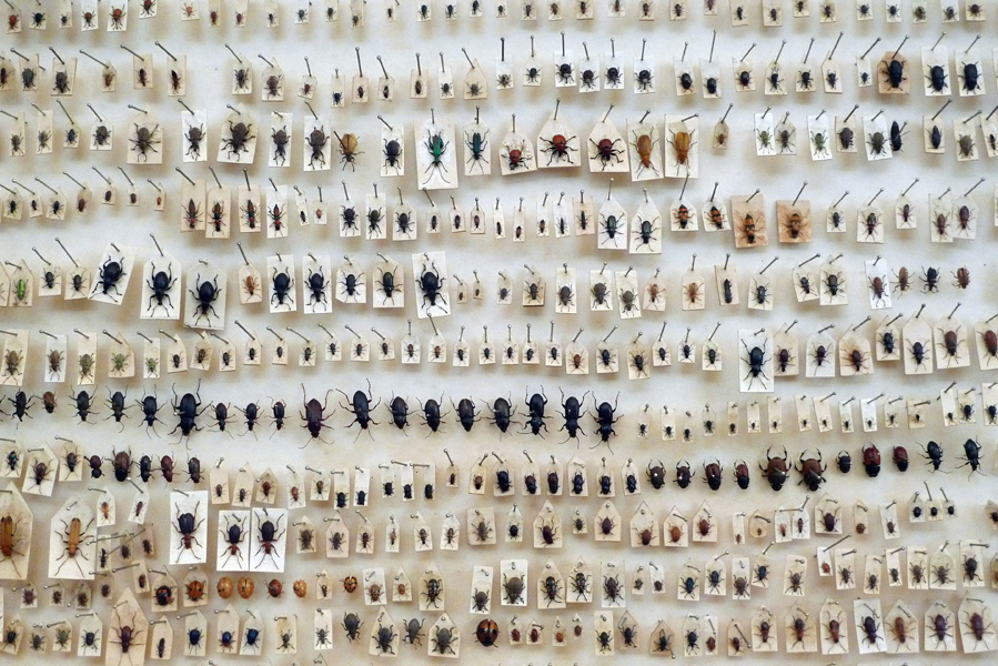 Tuesday December 15th (2015) Insects width=