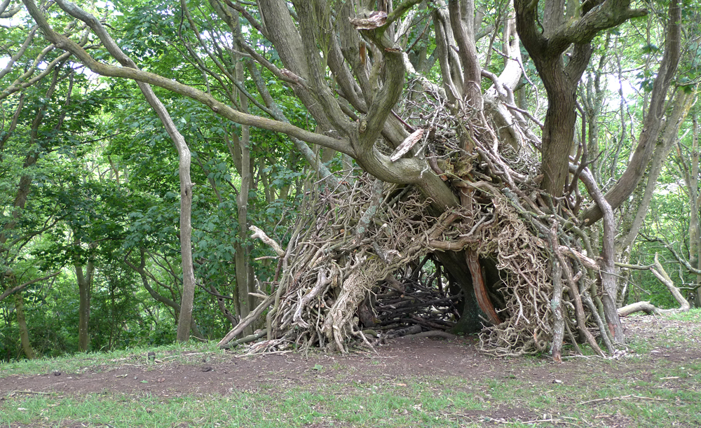 Sunday June 9th (2019) Now that is what I call a den! width=