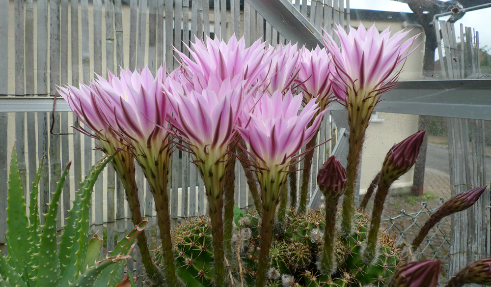 Saturday May 21st (2016) Meg's Cactus width=