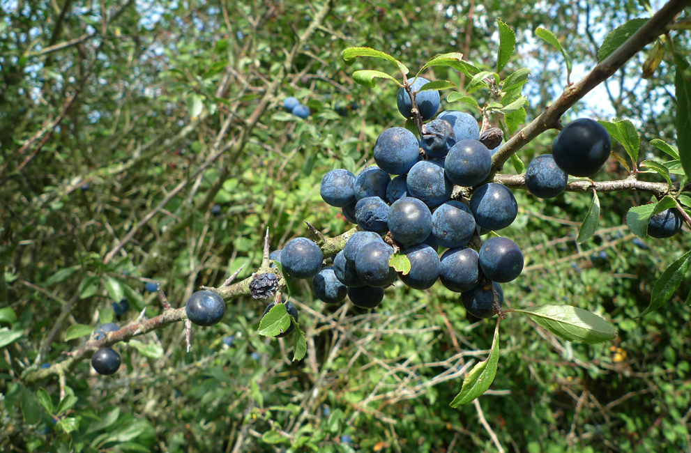 Thursday August 29th (2019) The best sloe bush ever ... width=