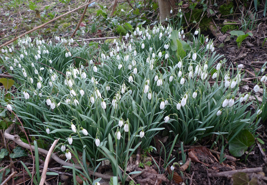 Sunday February 21st (2021) ... and suddenly its spring. width=