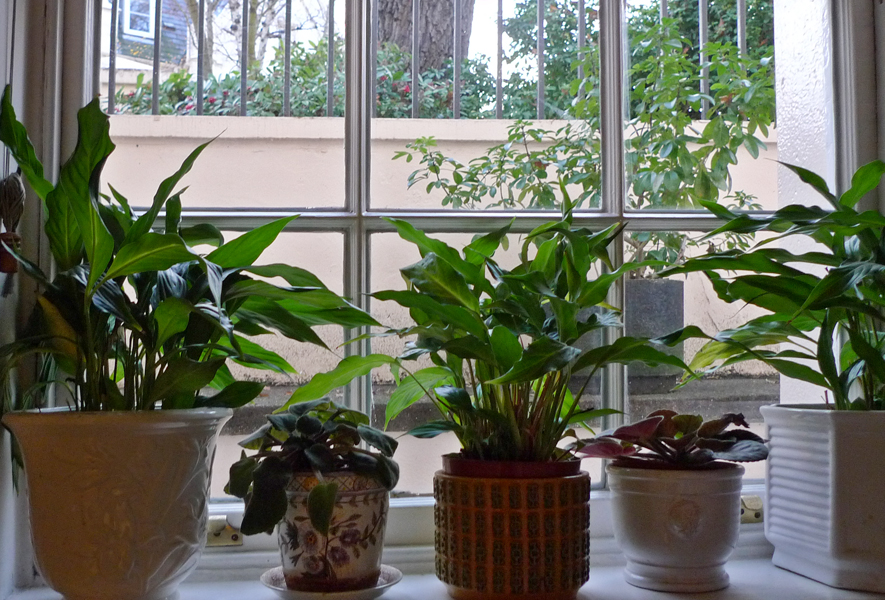 Friday December 16th (2016) Plants in pots width=