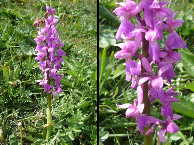 Wednesday May 18th (2016) Wild Orchid width=