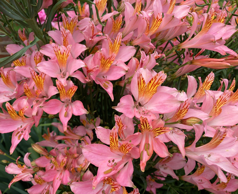Wednesday June 17th (2026) Pretty Flowers in Rodmell width=