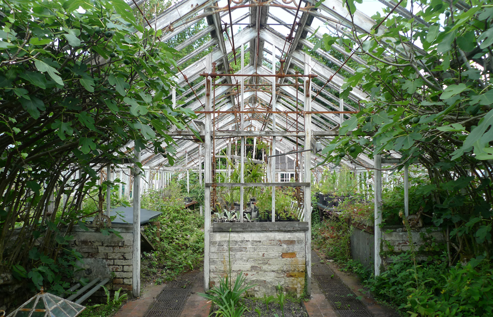 Saturday June 29th (2019) Greenhouse width=