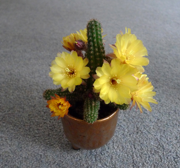 Monday May 23rd (2022) Our mini cactus is flowering width=